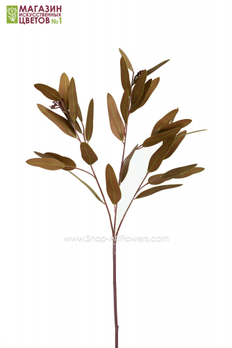 Эвкалипт Populus (Популус бадс) - коричневый