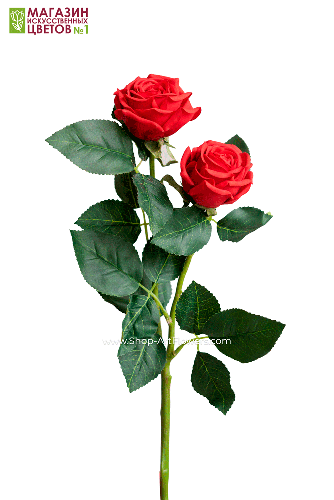 Роза двойная пионовидная - красный