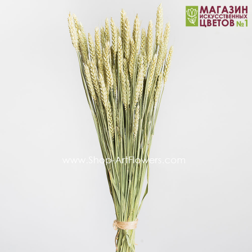 Тритикум (Колосья Пшеницы) - соломы
