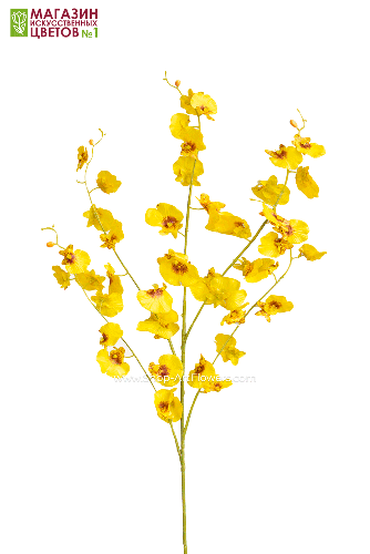 Орхидея Онцидиум - желтый