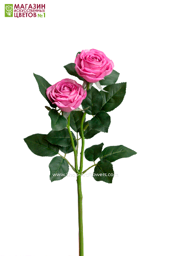 Роза двойная пионовидная - сиреневый