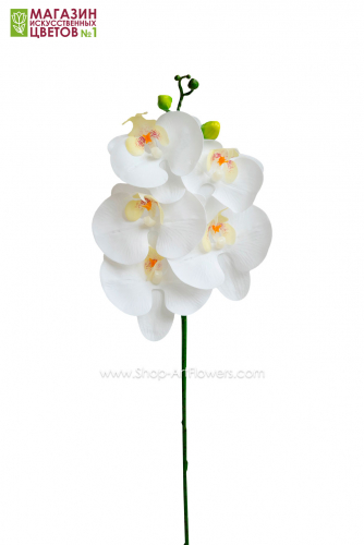 Орхидея Фаленопсис (5 цветков) - белый с желтой сердцевиной