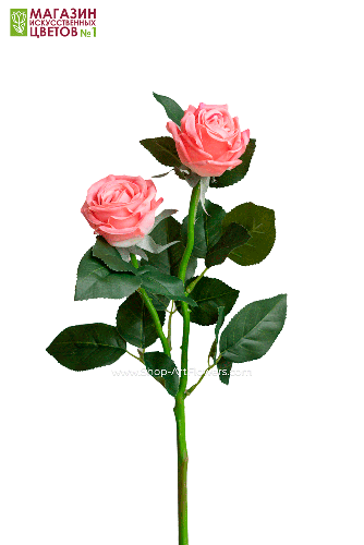 Роза двойная пионовидная - темно-розовый