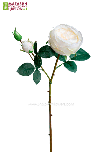 Роза Остина - белый