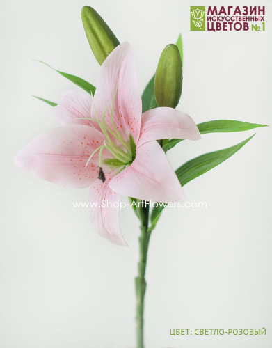 Лилия малая - светло-розовый