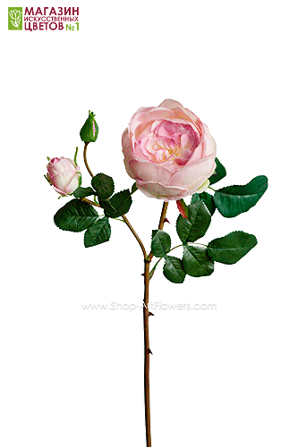 Роза Остина - светло-сиреневый