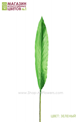 Лист аспидистры - 2 расцветки - зеленый