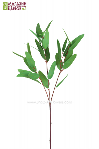 Эвкалипт Populus (Популус бадс) - зеленый