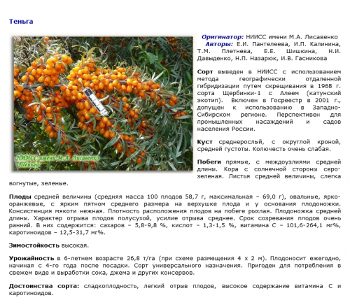 теньга. Облепиха