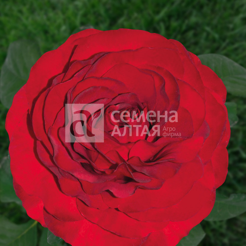 Роза Роял Баккара ЧГ /Семена Алтая (Сибирские розы)