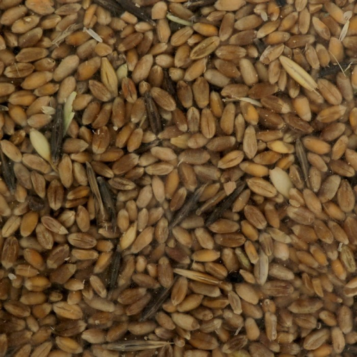 Семена Пшеница 