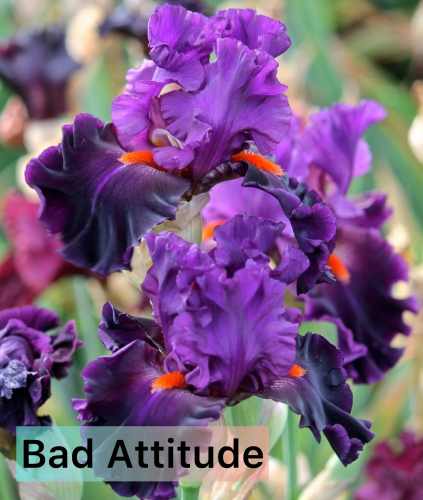 BAD ATTITUDE / JOHNSON 2015