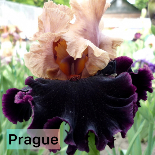 PRAGUE / JOHNSON 2005