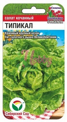 Салат Типикал (10 шт) Сибирский Сад