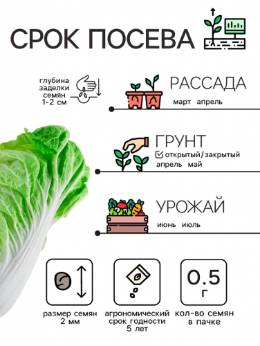 Семена Капуста пекинская 