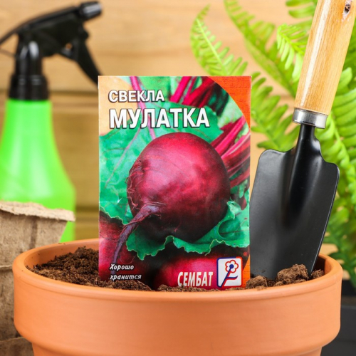 Семена Свекла 