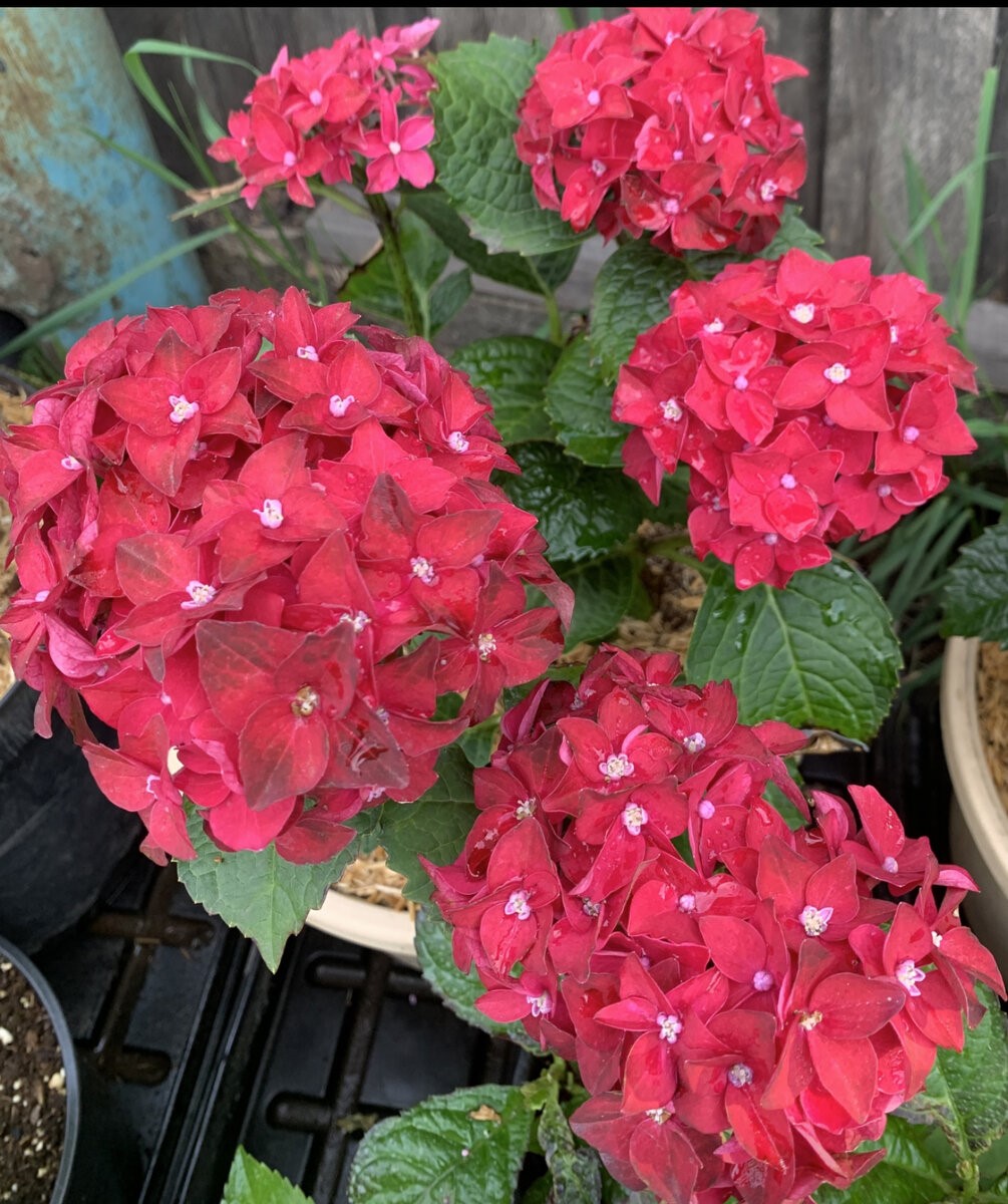 Гортензия крупнолистная (Hydrangea macrophylla Royalty Collection Fire  Wings) C2