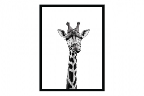 Постер в раме Любознательный жираф 30x40 см 31.8х41.8 см