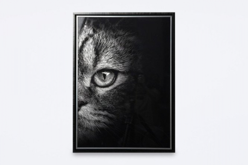 Картина в раме Котёнок 52х72 см