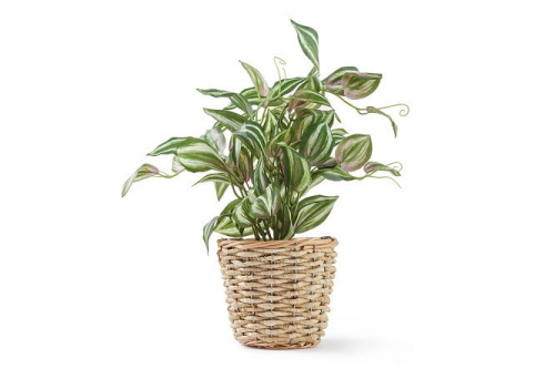 Искусственное растение в плетёной корзине HA419850GN   36х36 см
