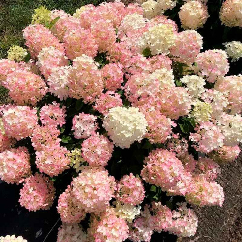 Гортензия метельчатая (Hydrangea paniculata Fire Light Tiny Bit) C3