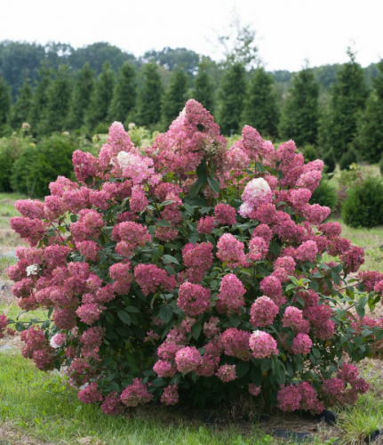 Гортензия метельчатая (Hydrangea paniculata Fire Light) PW C3