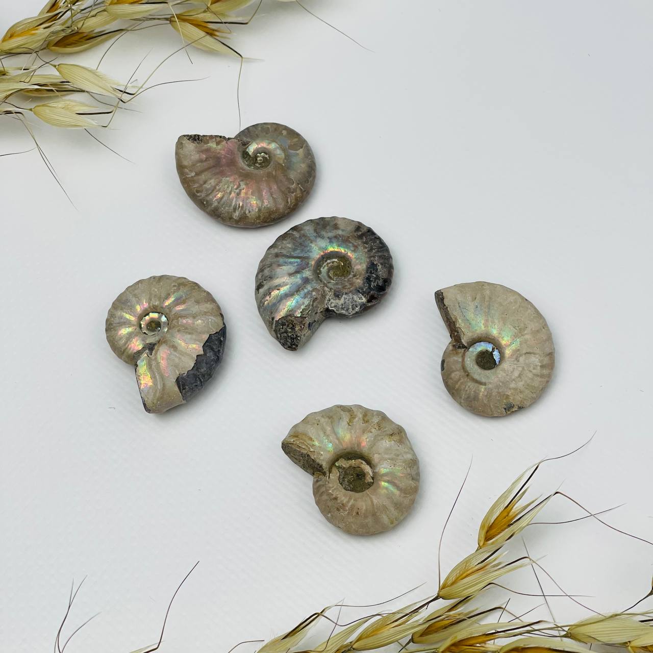 Радуга Самоцветов Аммонит