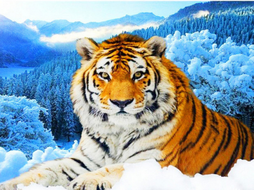 WB 6677 Тигр в зимнем лесу