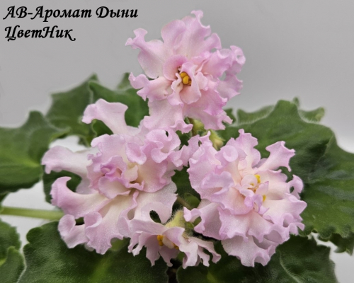 Фиалка АВ-Аромат Дыни
