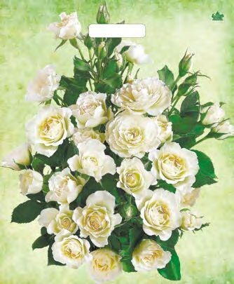 Полиэтиленовый пакет ПВД с прорубной ручкой 60 мкм 38*45 см Белые розы 50 шт