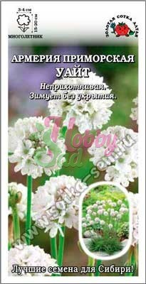 Цветы Армерия приморская Уайт (5 шт) Сотка