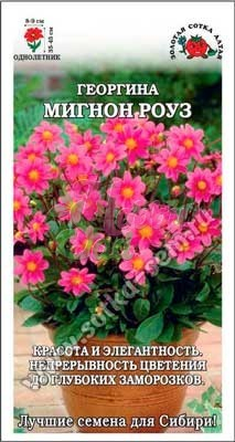 Цветы Георгина Мигнон Роуз (0,2 г) Сотка