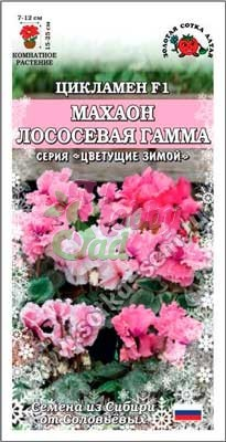 Цветы Цикламен Махаон Лососевая гамма (3 шт) Сотка