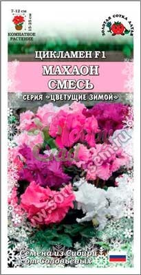 Цветы Цикламен Махаон смесь (3 шт) Сотка