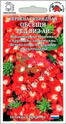 Цветы Вербена Обсешн Ред Виз Ай (5 шт) Сотка