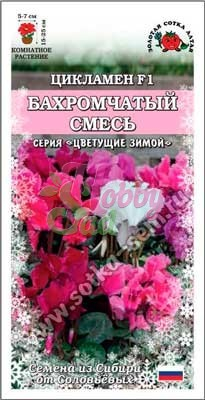 Цветы Цикламен Бахромчатый смесь (3 шт) Сотка. Золотая Сотка Алтая