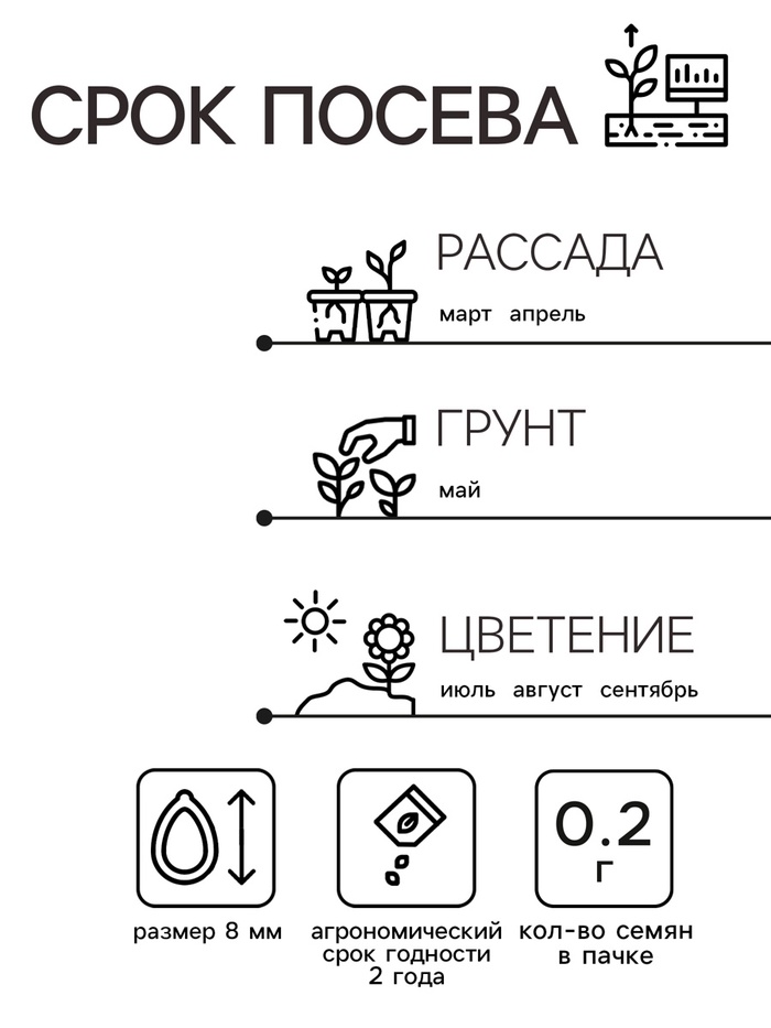 Семена Астра