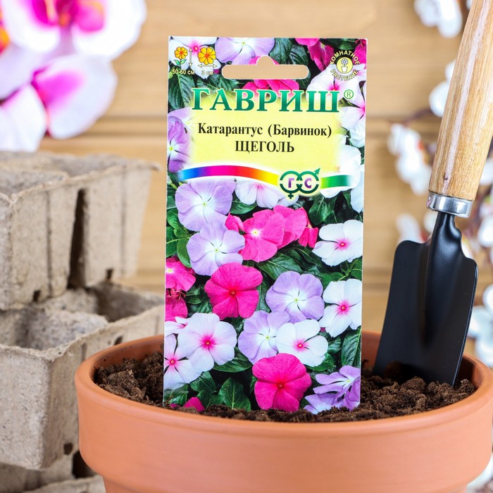 Семена комнатных цветов Барвинок