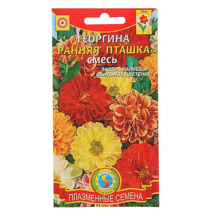 Семена Георгина