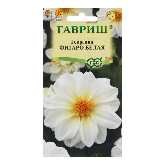 Семена Георгина