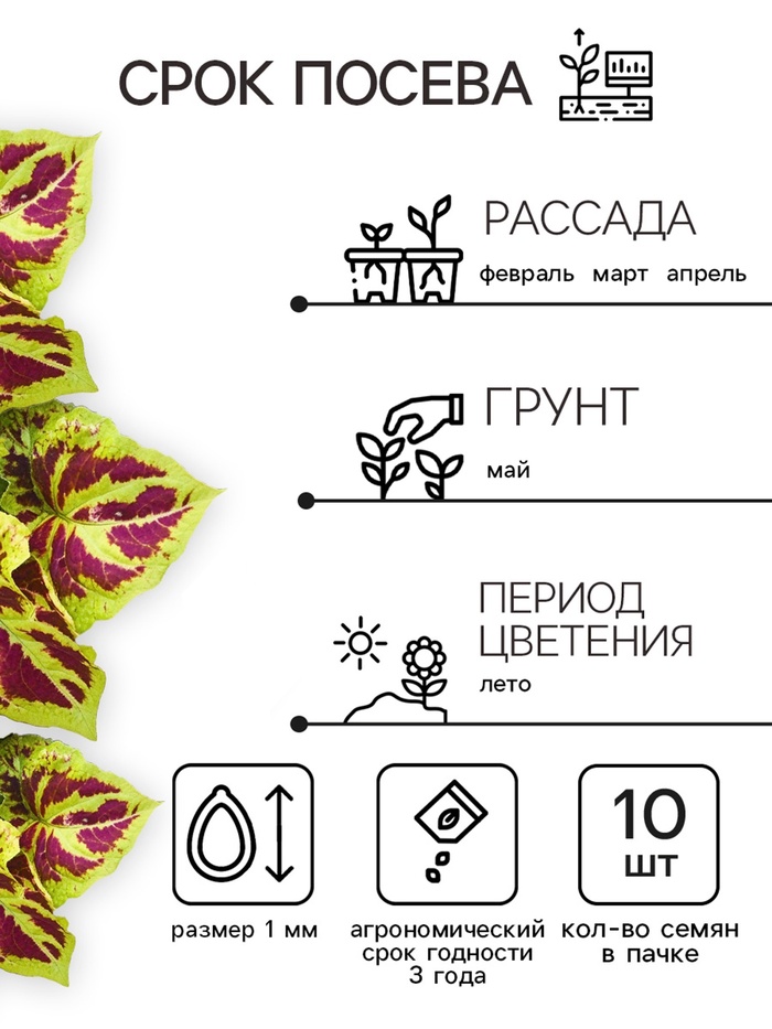 Семена цветов Колеус