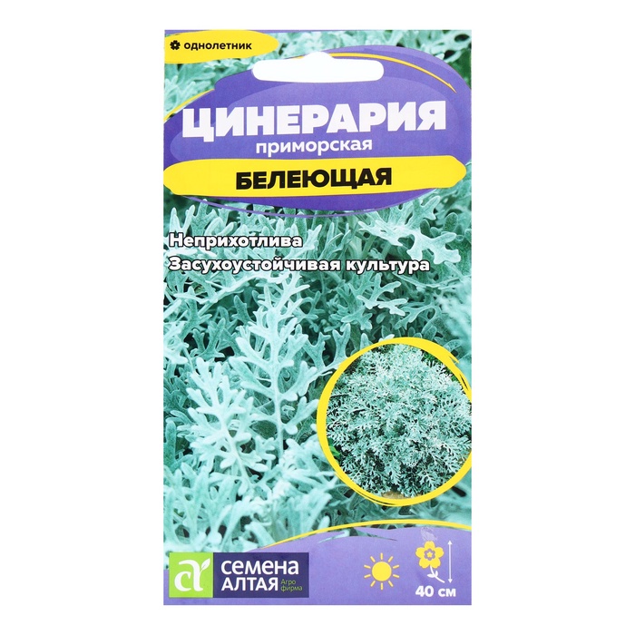Семена Цинерария