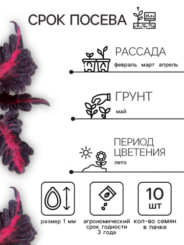 Семена цветов Колеус 