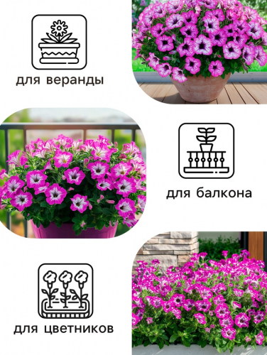 Семена цветов Петуния 