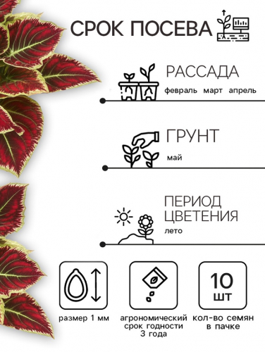 Семена Цветов Колеус 