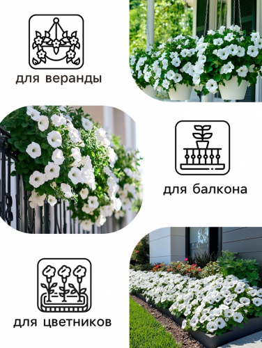 Семена  Петуния 