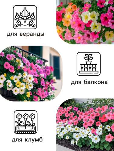 Семена   Петуния 