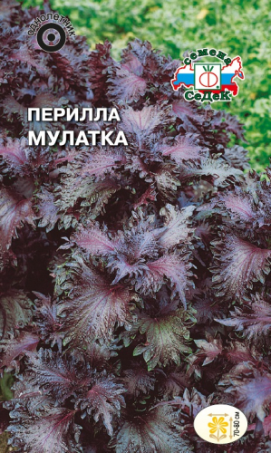 Перилла Мулатка (кустарниковая, пурпурная) 0,1г