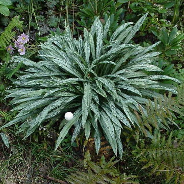 Медуница длиннолистная КЕВЕНЕНСИС/CEVENENSIS
