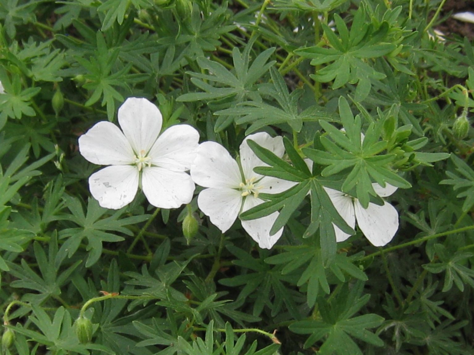 Герань крупнокорневищная Альбум/Album